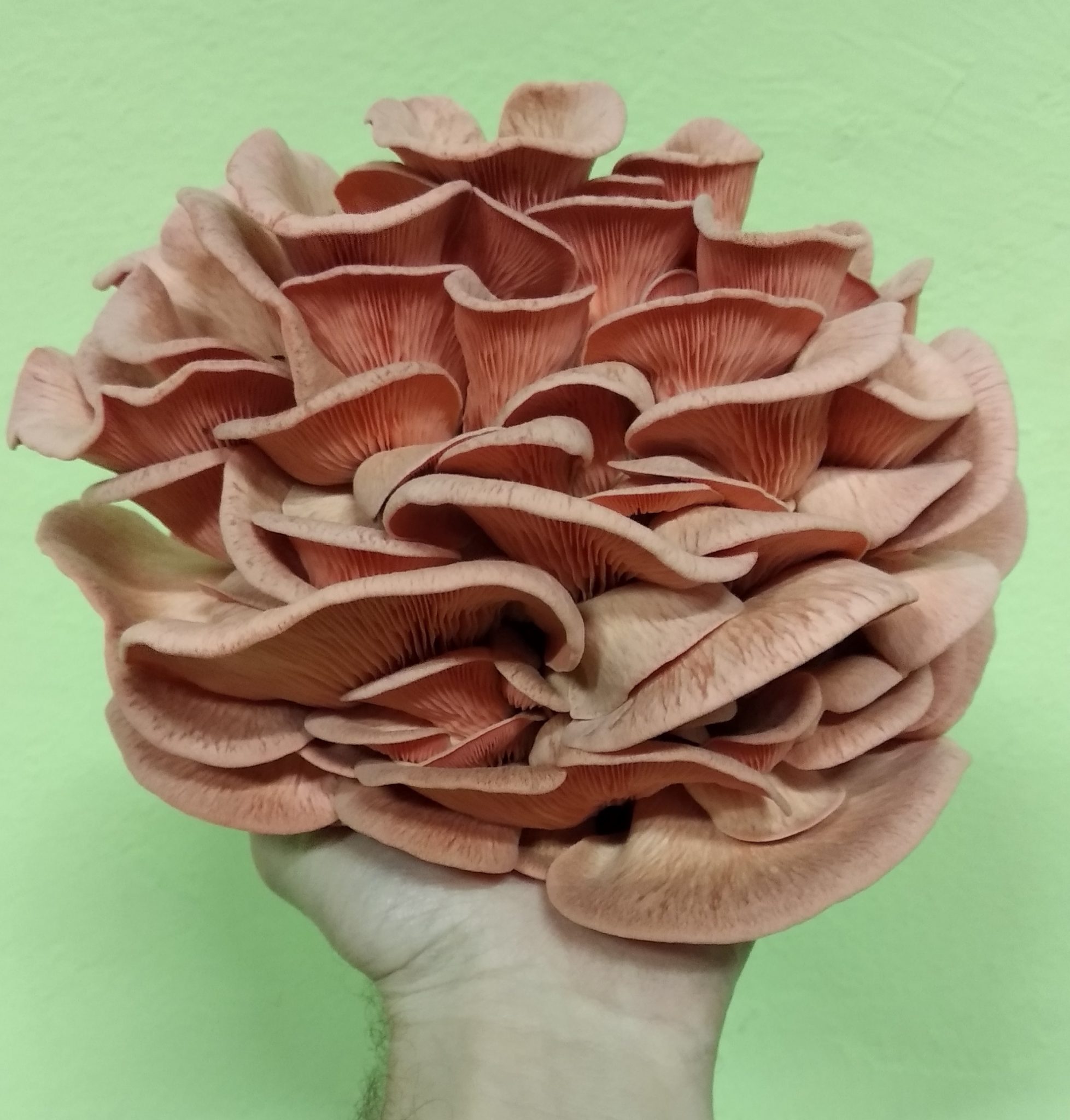 Kits de autocultivo Setas y Hongos del Sur